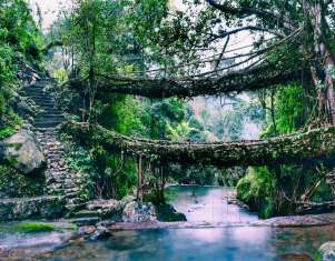 78453-Root-bridges-in-Shillong.jpg