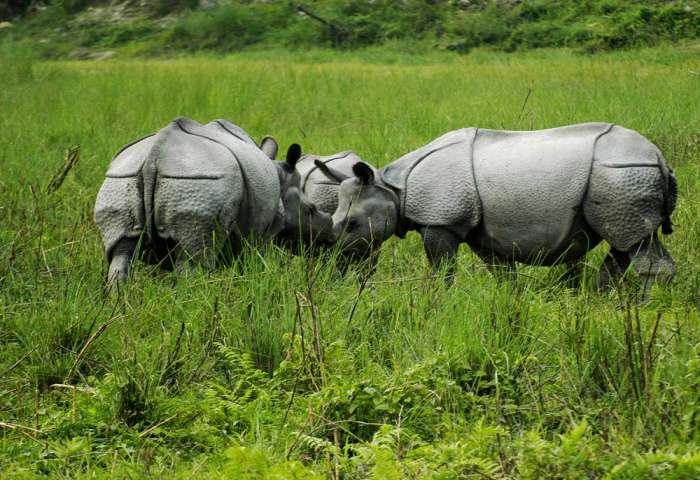 77362-jaldapara-wildlife-rhino3.jpg