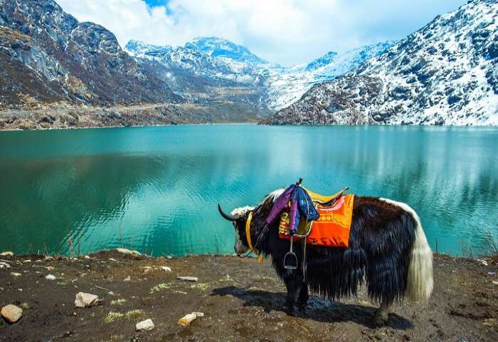 91342-yak-ride.jpg